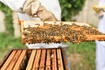 蜜蜂的蜂巢 特写宏蜂窝养蜂业盒子花粉蜂窝状细胞殖民地蜂蜜食品梳子图片