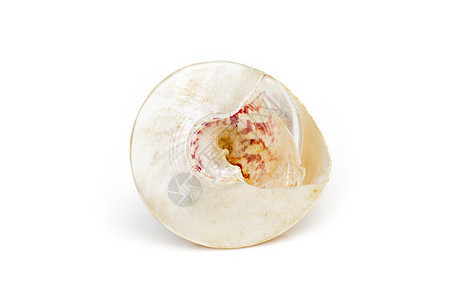 白色背景的珍珠海螺贝壳图象 海底动物 海壳宏观海洋蛇科鲍鱼贝类蜗牛野生动物鳖科珠宝食物图片