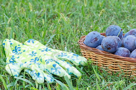 在草地上采摘羽子在柳篮里木板季节农业水果花园食物柳条地面手套篮子图片