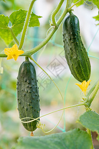 新鲜成熟的黄瓜 在温室闭合中生长花园营养农业叶子收成食物园艺植物农场季节图片