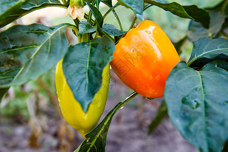 花园灌木上绿色和红色胡椒 保加利亚语或甜辣椒衬套温室生长植物农场植物群食物营养收成叶子图片