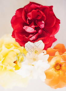 爱的花朵假期婚礼花店植物群花束装饰小样女性玫瑰植物图片