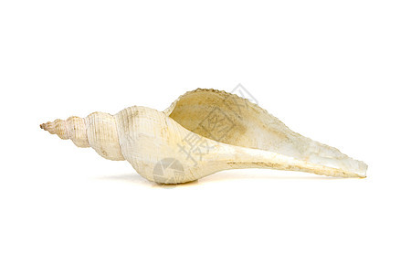 白色长尾主轴海螺贝壳在白色背景上的图像 海底动物 贝壳贝类螺旋珍珠海洋海岸线热带异国假期化石宏观图片