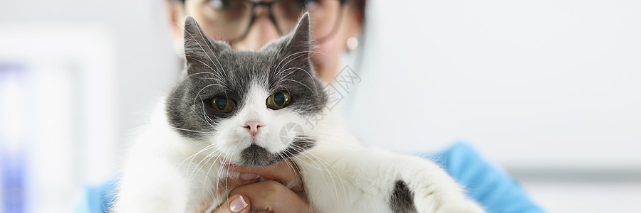 女兽医 在诊所闭诊时抓着毛绒猫图片