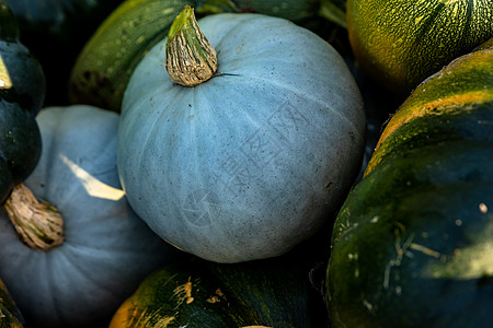 来自库库尔比塔塞埃家族的各种壁球秋天收获麝香食物农业橙子农场季节干草感恩蓝色收成图片