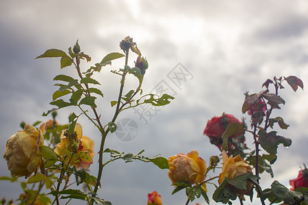 美丽的粉色和黄色玫瑰花 灌木枝上有光泽和绿色的叶子 映衬着蓝色多云的天空和阳光 晴朗的天空映衬着红色的月季花图片