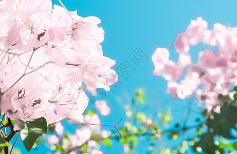 粉色花朵和蓝天空 在梦幻的花园里 鲜花背景婚礼花艺奢华花束问候植物假期小样新娘植物学背景