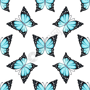 白色上无缝图案的蓝色蓝蝴蝶图片