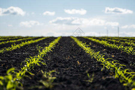 种植和种植玉米概念 玉米园 康菲尔德 幼苗长成一排 (注 Cornfield)图片