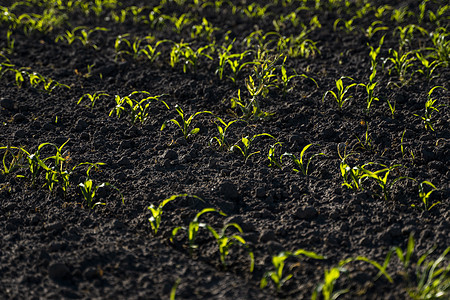 农耕田的青春小玉米种植区 夏季时段图片