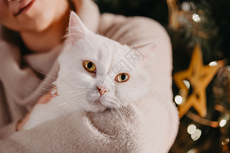 女人在圣诞树附近抱着和抚摸白毛猫 家庭宠物享受着关爱和关注 新年充满了舒适 爱和温暖的神奇氛围哺乳动物猫咪动物礼物女孩假期游戏乐图片