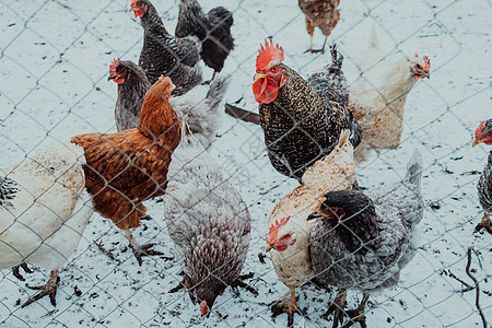 栅栏后面的家禽 特写农场的家养鸡 用于产蛋的工业母鸡 母鸡喂食图片