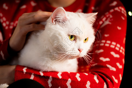 女人用爱的手抚摸她的毛绒白猫 在圣诞绿树附近 有可爱宠物的女人 新年动物概念女孩装饰品小猫乐趣帽子礼物猫咪游戏晶须哺乳动物图片