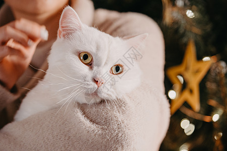 女人在圣诞树附近抱着和抚摸白毛猫 家庭宠物享受着关爱和关注 新年充满了舒适 爱和温暖的神奇氛围庆典女孩猫咪晶须眼睛游戏装饰品小猫图片