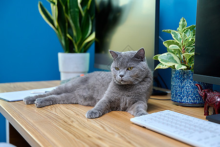 灰猫躺在电脑旁边的桌子上哺乳动物技术猫咪毛皮房子键盘说谎好奇心动物商业图片