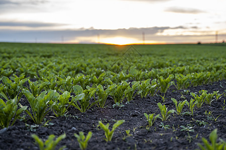 黄昏时分 在农业甜菜田的青绿色甜菜叶 农牧业图片