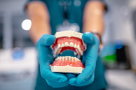 牙科培训的人类下巴 牙科模型的特写镜头 医生手中的白色塑料牙齿戴着医用蓝色手套 选择性焦点背景图片