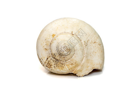 白底海螺贝壳的图像被隔离在白色背景上 海底动物 海壳化石宏观生活珍珠螺旋海滩扇贝蜗牛海洋海岸线图片