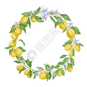 含叶子的柠檬水果和花水彩圆花圈 手画白上孤立的植物框架包装收成绘画饮食圆圈插图农业艺术艺术品树林图片