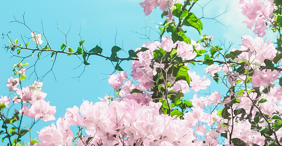 粉色花朵和蓝天空 在梦幻的花园里 鲜花背景园艺植物花束小样植物群邀请函花瓣问候海报婚礼图片