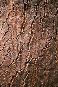 质感纹理橡树树树皮纹理皮肤橡木老化树干崎岖环境森林植物材料生长背景
