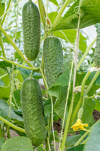 在温室里生长的 成熟的新黄瓜收成营养植物衬套季节花园食物蔬菜园艺叶子图片