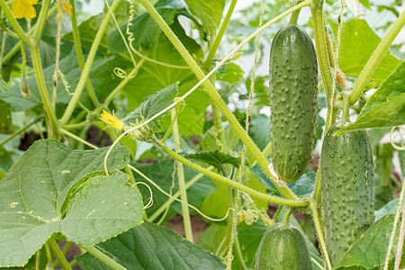 在温室里生长的 成熟的新黄瓜植物园艺花园蔬菜叶子收成衬套食物季节营养图片