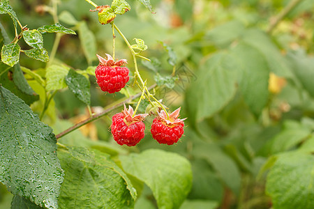 在花园里种植的红莓草莓食物季节浆果叶子覆盆子生长维生素衬套水果栽培图片