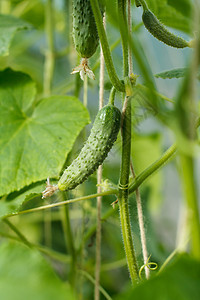 在温室里生长的新鲜黄瓜衬套花园食物收成农场季节叶子植物蔬菜营养图片