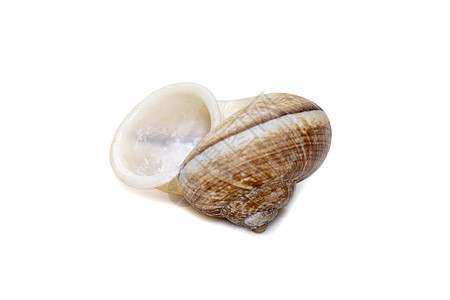 白底孤立的环球蜗牛图像 海底动物 海壳鳃盖舌骨野生动物拥抱标本森林蜗牛荒野热带粘液图片