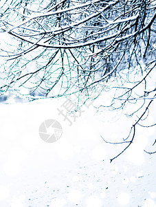 冬季假日背景 自然风景 圣诞时森林中明亮的雪雪和寒冷天气魔法雪花新年季节树木假期问候森林时间辉光图片