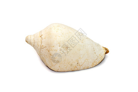 孤立在白色背景上的白色海螺壳的图像 海底动物 贝壳野生动物热带纪念品贝类生活珍珠螺旋宏观蜗牛化石图片