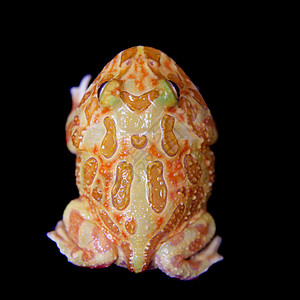 查川角青蛙在黑色上被孤立野生动物橙子燕麦大嘴宠物动物学柠檬情调薄荷奶油图片
