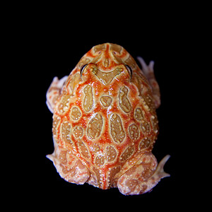 查川角青蛙在黑色上被孤立橙子动物生物学大嘴豆子柠檬情调宠物动物学奶油图片