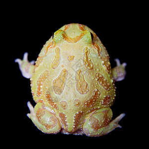 查川角青蛙在黑色上被孤立情调异国燕麦野生动物动物生物学动物学濒危薄荷橙子图片