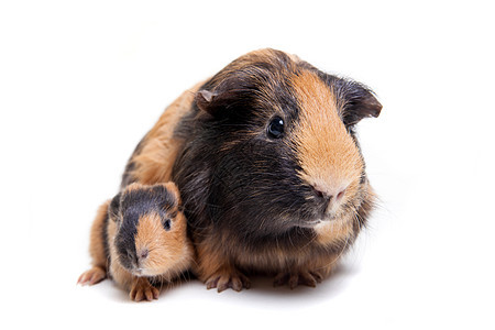 几内亚母亲猪及其婴儿团体动物宠物豚鼠脊椎动物工作室成年水平白色家庭图片