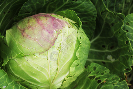 农场的有机卷心菜 种植健康的蔬菜 白菜的头头 你喜欢吃吗? -对啊!背景图片