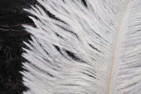 a 白色羽毛及其在玻璃上模糊涂料背景上的印记柔软度乡村密度野生动物翅膀墙纸黑色扇子空气动物图片