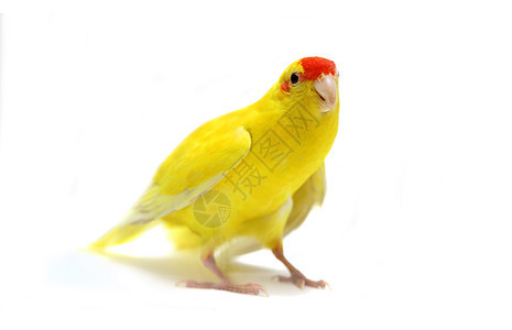 白色的红面Kakariki鹦鹉女性稻草跑步居住黄色生活宠物蓝藻翅膀山羊图片