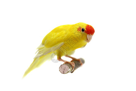 白色的红面Kakariki鹦鹉黄色居住山羊羽毛翅膀树枝跳跃跑步雏鸟宠物图片