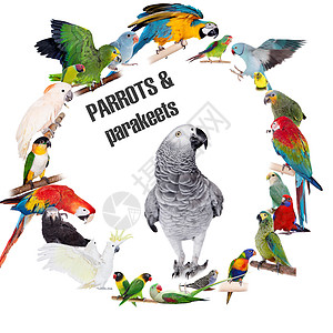 白上设置的鹦鹉和parakeets圆圈橙子工作室野生动物动物紫色蓝色异国团体主题虎皮图片