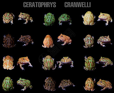 查川角青蛙被隔离在黑色上濒危动物动物学生物学大嘴薄荷情调柠檬橙子拼贴画图片