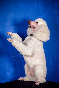 蓝色的白色皇家小白狗天后国王贵宾朋友毛皮警报脊椎动物动物宠物哺乳动物图片