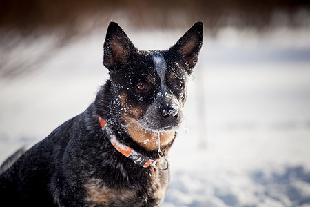 冬季野外的澳大利亚蓝牛犬牛犬动物驾驶季节血统牧羊犬农村宠物伙伴友谊图片