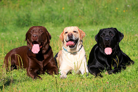 三只拉布拉多犬在草地上寻狗图片
