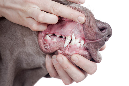 检查白色背景的狗牙哺乳动物脊椎动物牧羊犬家畜口腔兽医生物鞑靼保健动物图片