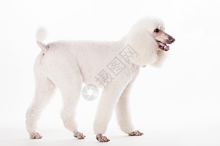 白色的皇家白狗 白色的冒充脊椎动物发型朋友动物国王宠物天后工作室哺乳动物图片