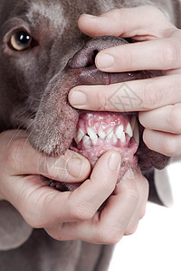 检查白色背景的狗牙鞑靼生物牧羊犬哺乳动物家畜牙科犬类兽医主题诊所图片