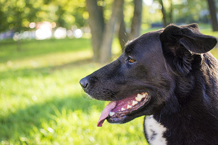 公园中黑白狗的肖像毛皮朋友哺乳动物犬类宠物摄影花园牧羊犬喜悦边界图片