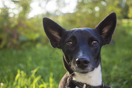 一只黑白狗的肖像 在Park狗的眼神中图片